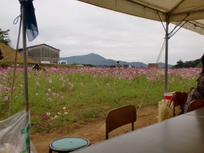 高知県幡多郡大月町「コスモス祭り」