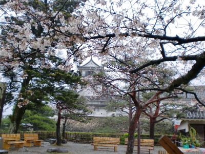 桜の向こうに高知城