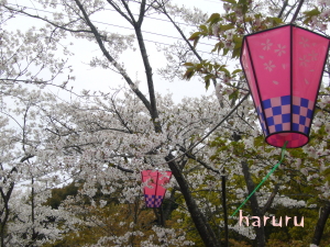 為松公園 桜