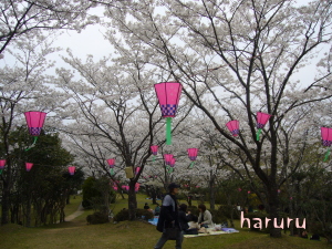 為松公園の桜