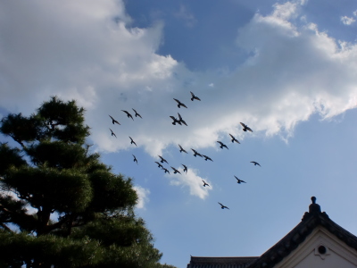 高知城の鳩